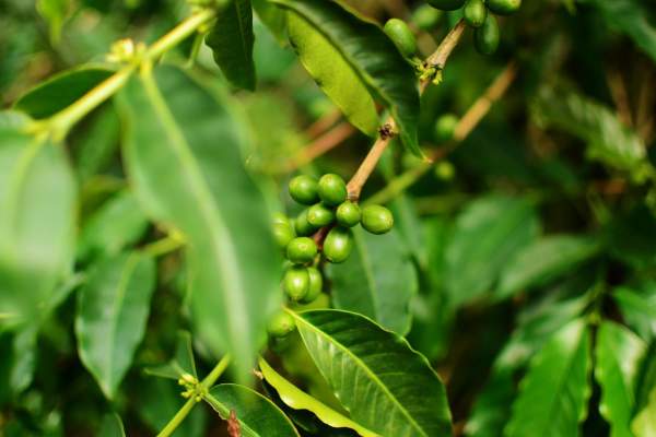 Coffee Plant