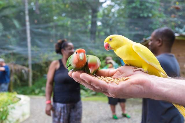 Animal Love birds