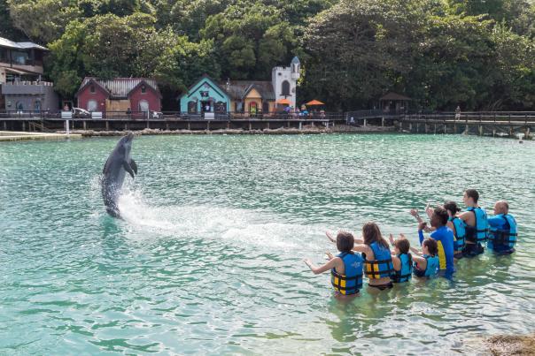 Dolphin Cove